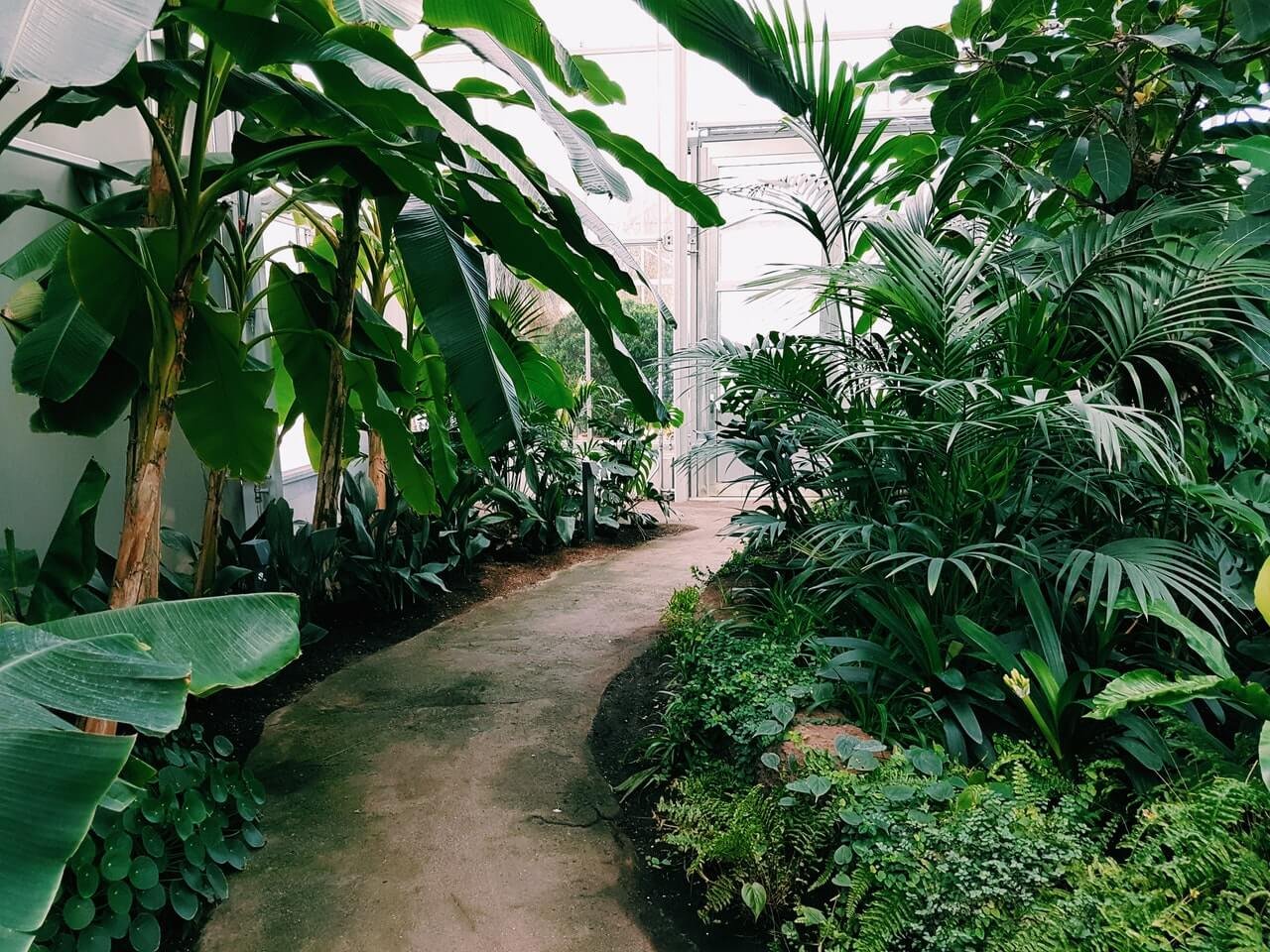 Benefactores Photography Of Pathway Surrounded By Plants 1