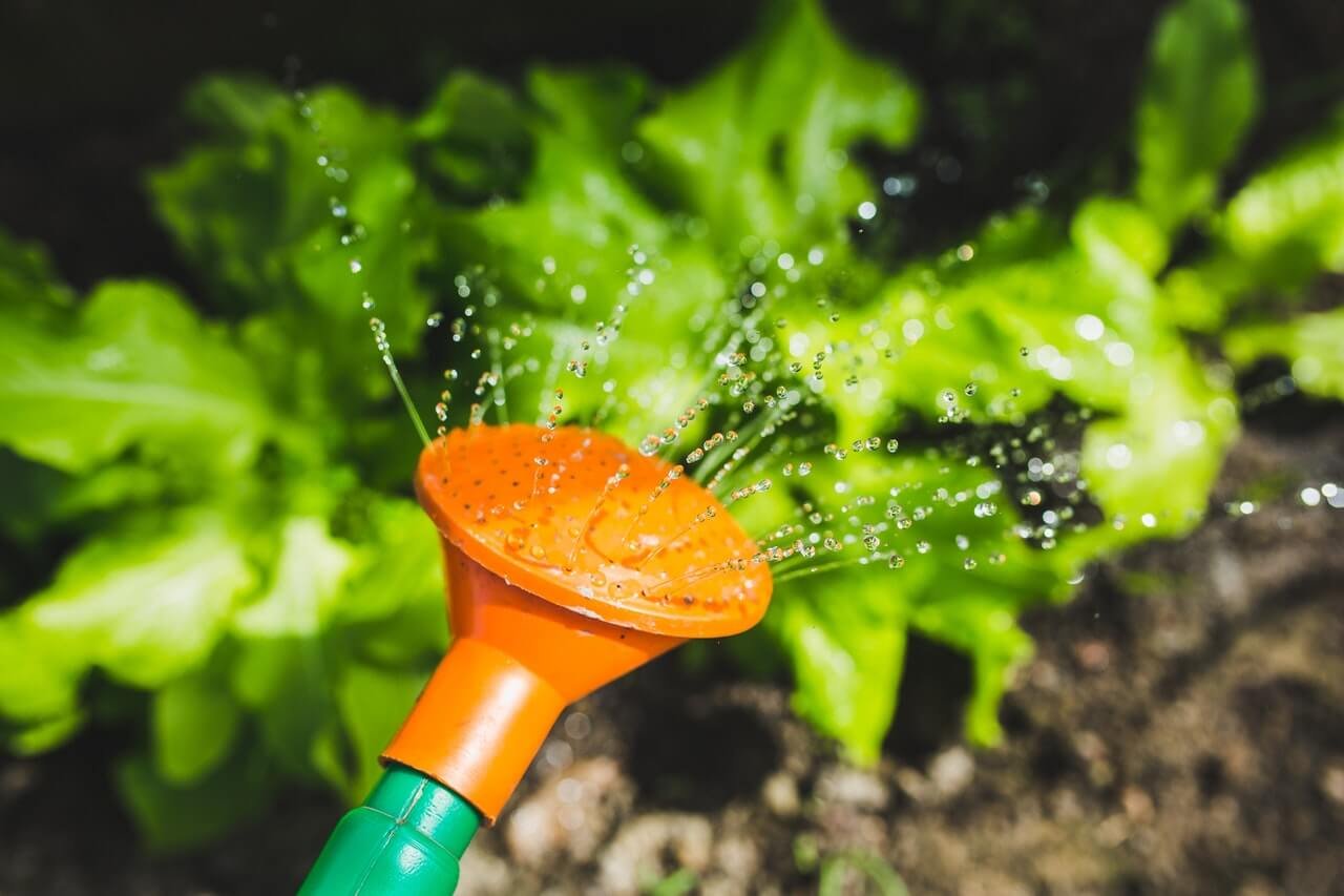 Benefactores watering plants with a watering can