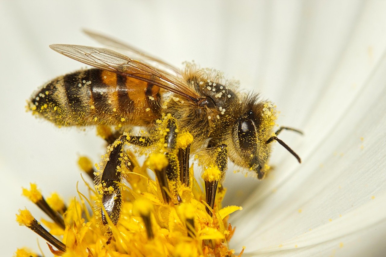 Campañas abeja (1)