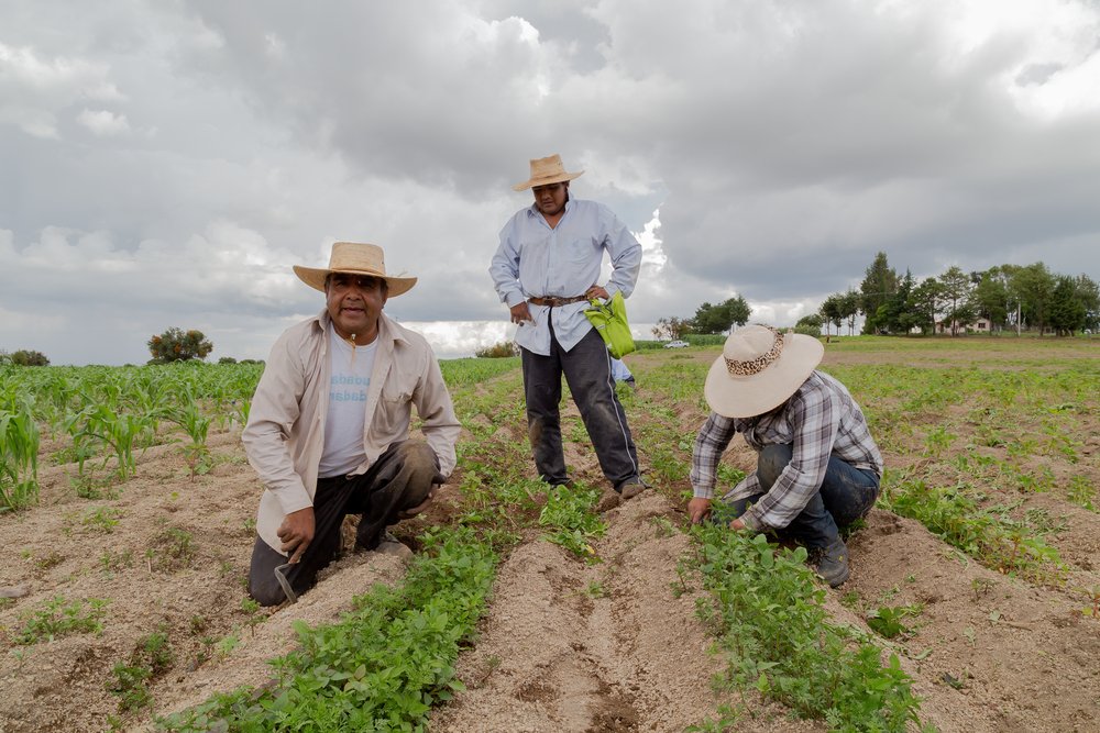 Proyectos Estrategicos hispanic farmers manual amaranthus planting in a mexico's farming field